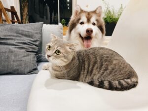 Photo Dog, Cat