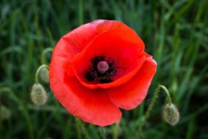 Photo Red poppy